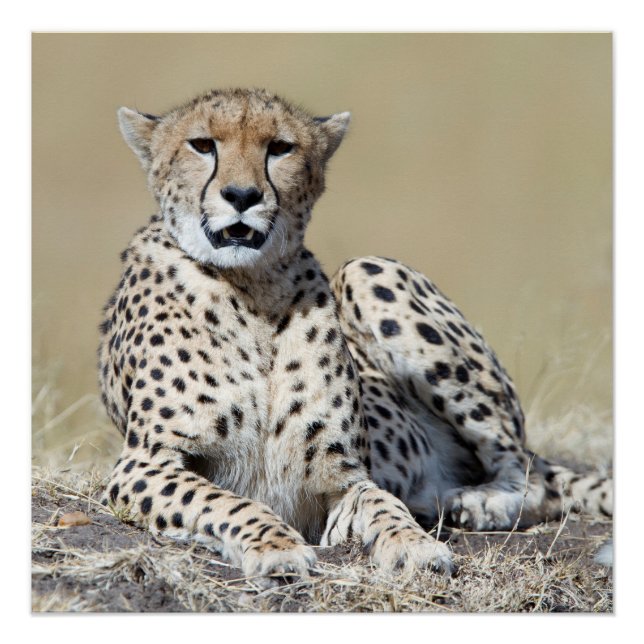 Poster Cheetah (Devant)