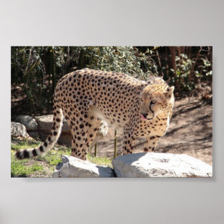 Poster Cheetah3