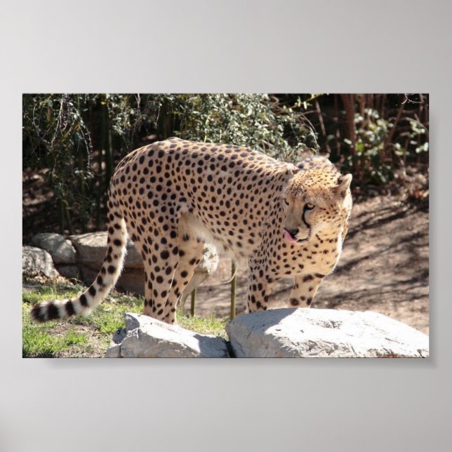 Poster Cheetah3 (Devant)