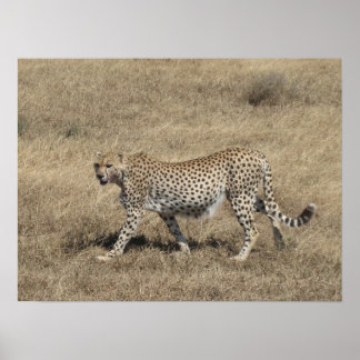 Poster Cheetah 20x15"