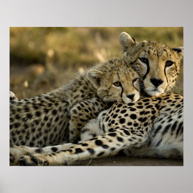 Poster Cheetah, Acinonyx jubatus, avec petit dans le Masa (Devant)