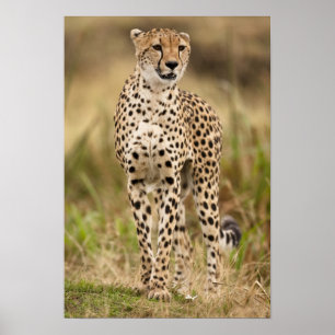 Poster Cheetah, Acinonyx jubatus, dans le Masai Mara