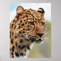 Cheetah adulte shaggy dans la nature