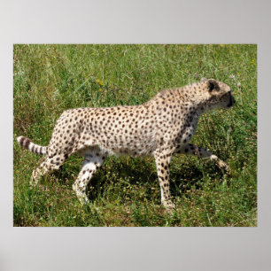 Poster Cheetah africain marchant sur l'herbe