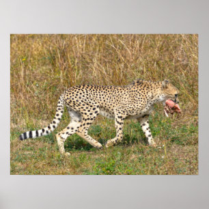 Poster Cheetah africain marchant sur l'herbe