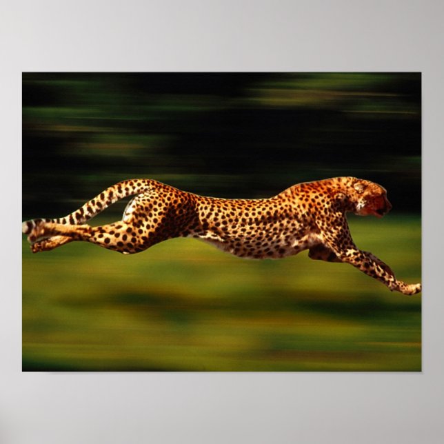 Poster Cheetah chasse sa proie (Devant)
