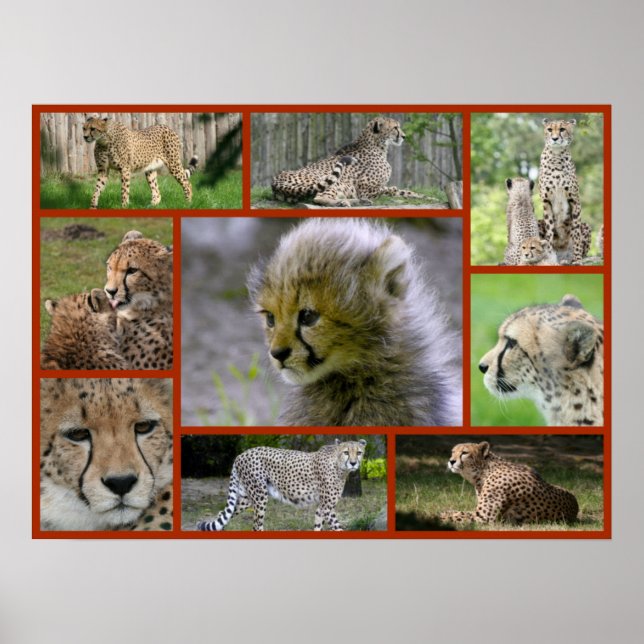 Poster Cheetah-Collage 001 (Devant)