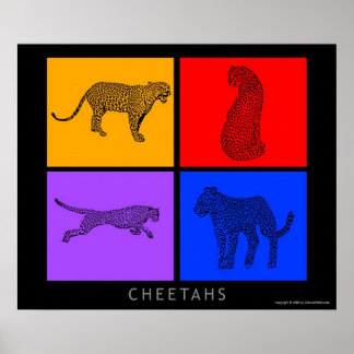 Poster Cheetah coloré