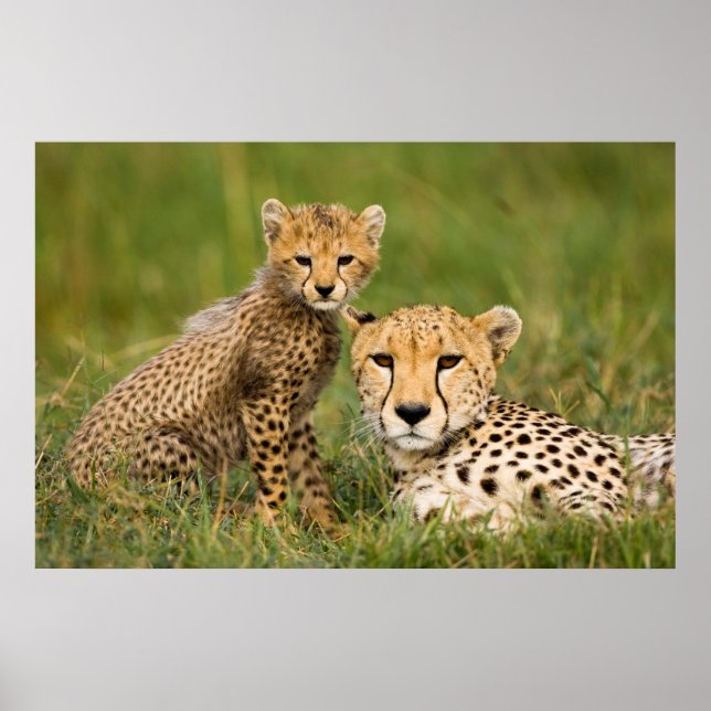 Poster Cheetah Cub and Parent (Devant)