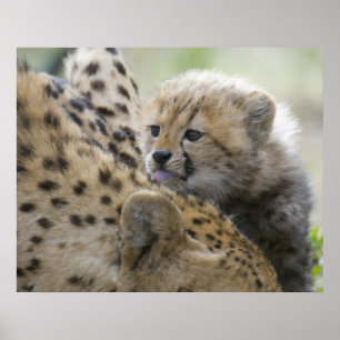 Poster Cheetah Cub avec maman