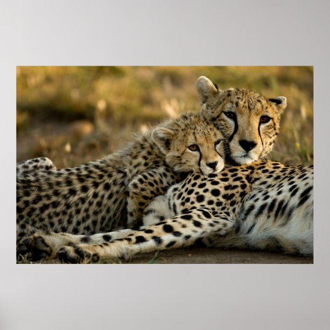 Poster Cheetah Cub Snuggling (Devant)