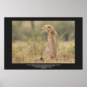 Poster Cheetah Dans Une Contemplation Tranquille Personna