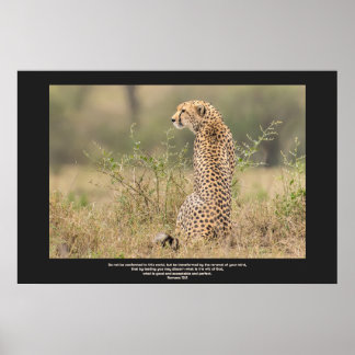 Poster Cheetah Dans Une Contemplation Tranquille Personna
