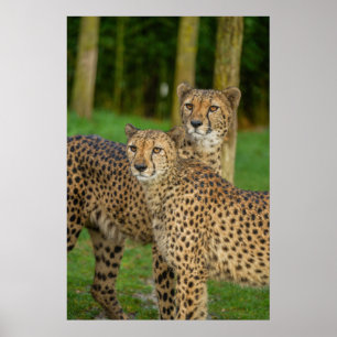 Poster Cheetah Duo