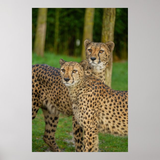 Poster Cheetah Duo (Devant)