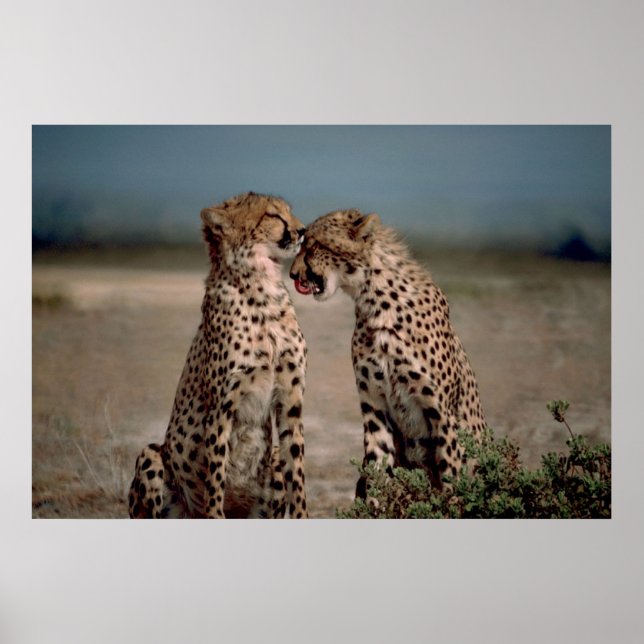 Poster Cheetah Love (Devant)