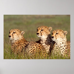 Poster Cheetah Lying