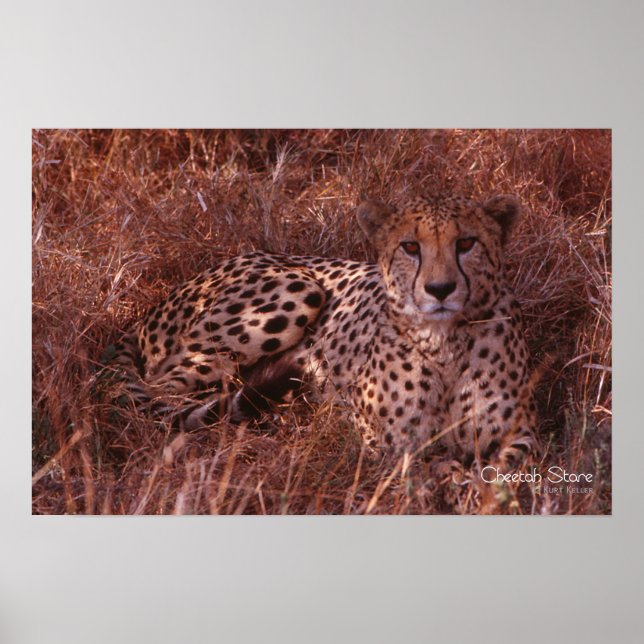 Poster Cheetah Stare (Devant)