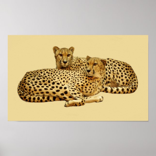 Poster Cheetahs (Devant)