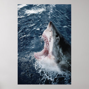 Poster Chef du grand requin blanc