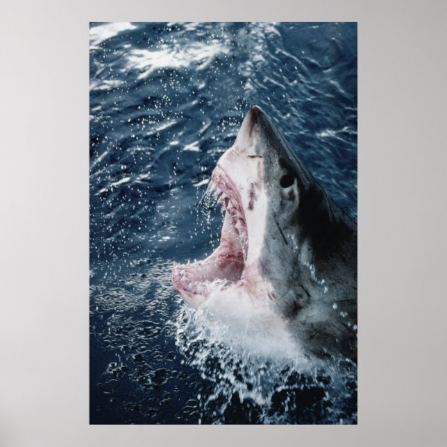 Poster Chef du grand requin blanc (Devant)