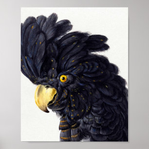 Poster Chef d'un Cockatoo par Aert Schouman