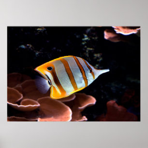 Poster Chelmon rostratus