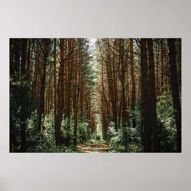 POSTER CHEMIN DANS LA FORÊT (Devant)