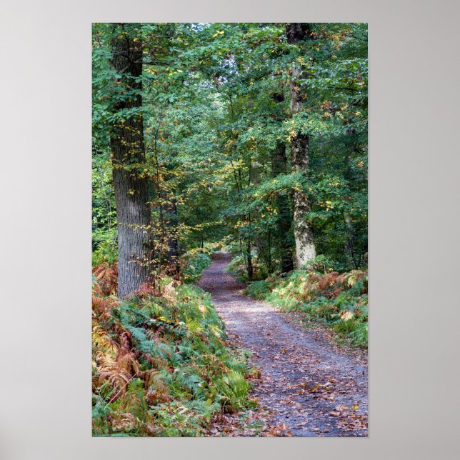 Poster Chemin dans la forêt automnale, forêt de Saint Ger (Devant)