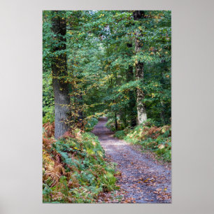 Poster Chemin dans la forêt automnale, Forêt Saint Germai