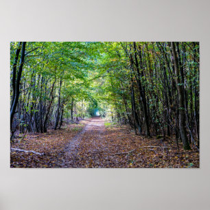 Poster Chemin dans la forêt automnale, Forêt Saint Germai