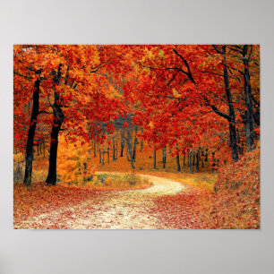 Poster Chemin dans la forêt, automne