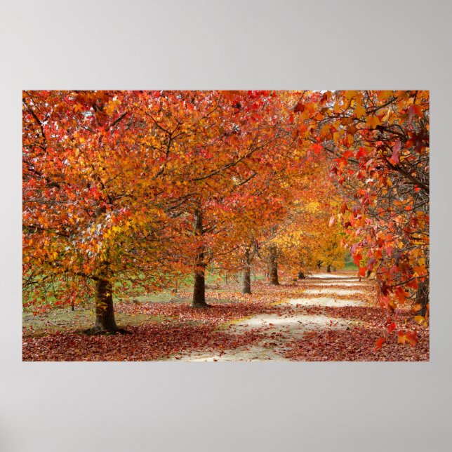 Poster Chemin d'automne (Devant)