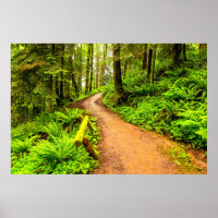 Chemin de randonnée à Forest Park