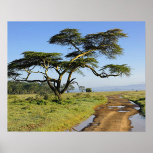 Poster Chemin de terre et acacia, lac Nakuru