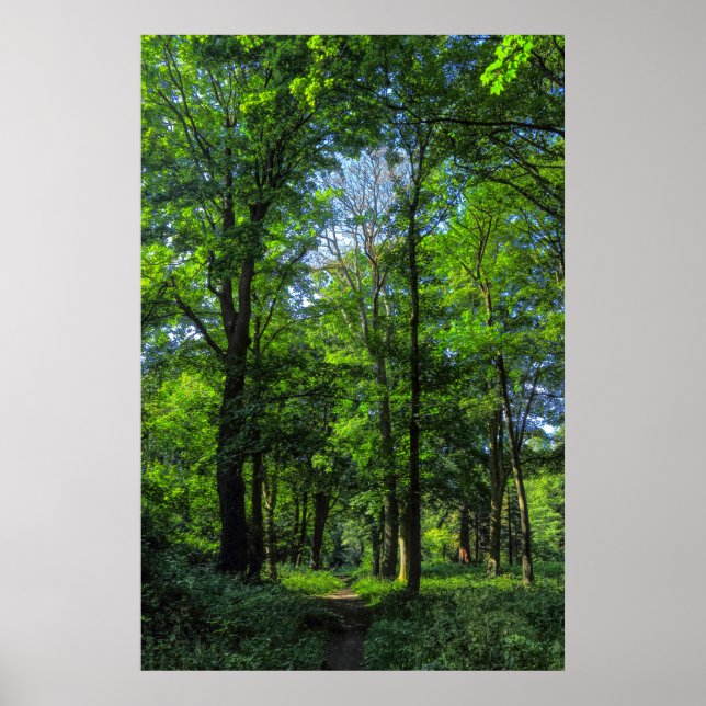 Poster Chemin des bois. Blackweir Woods, Cardiff, Wales. (Devant)