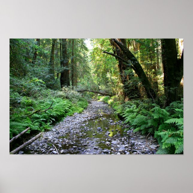 Poster "Chemin des fougères", Muir Woods (Devant)