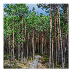 Poster Chemin en bois dans la pinède