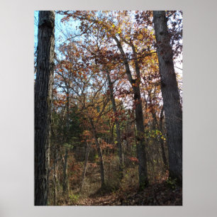 Poster Chemin forestier