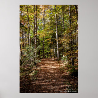 Poster Chemin Woodland