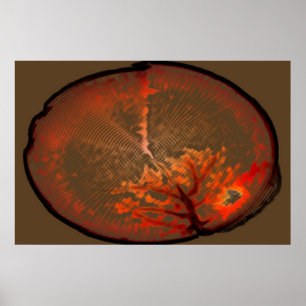 Poster Chêne Au lever Du Soleil