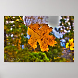 Poster Chêne automne Feuilles HDR
