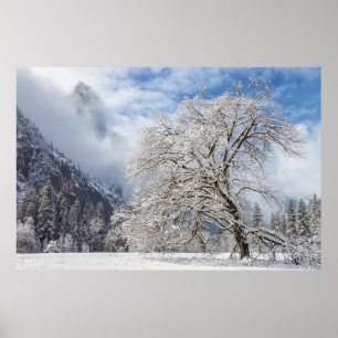 Poster Chêne neigeux