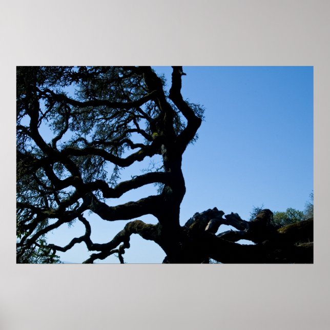 Poster Chêne Wayward (Devant)