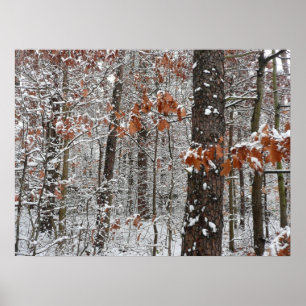 Poster Chênes couverts de neige hiver Photographie de la 