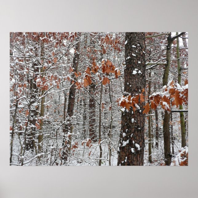Poster Chênes couverts de neige hiver Photographie de la  (Devant)