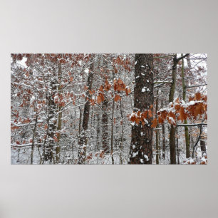 Poster Chênes couverts de neige hiver Photographie de la 