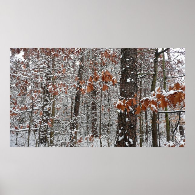 Poster Chênes couverts de neige hiver Photographie de la  (Devant)