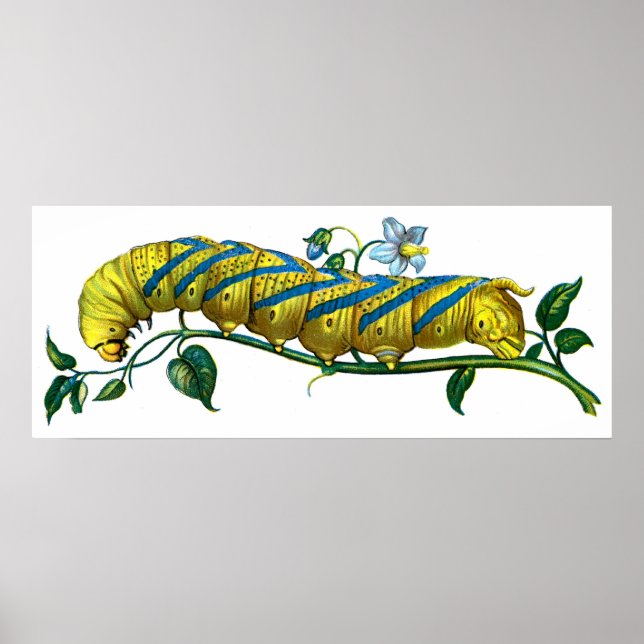 Poster chenille d'atropos d'Acherontia (Devant)