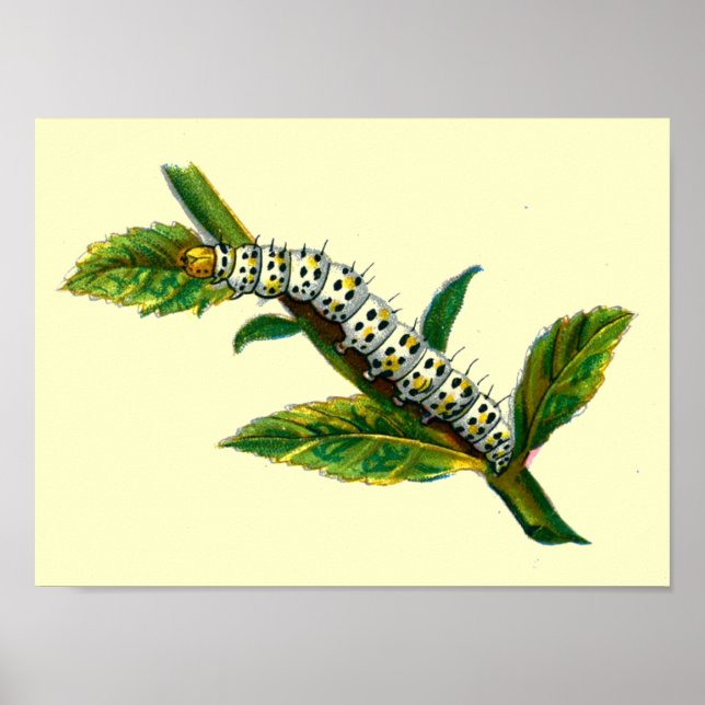 Poster chenille de Cucullia verbasci (Devant)